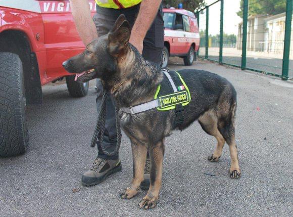 Immagine per Donna scomparsa a Ronchi, ritrovata a Selz ieri notte